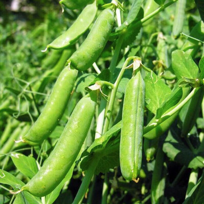 Qualtivate PUA5-A Sugar Daddy Snap Pea Seeds Seed(200 per packet)