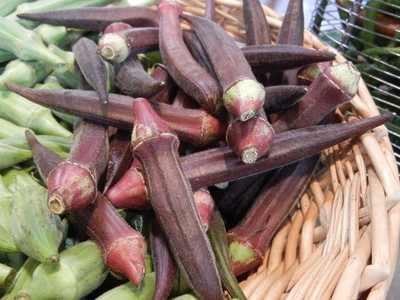 Qualtivate HUA-1A Red Ladies Finger/Red Okra Seed(300 per packet)