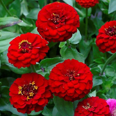 CYBEXIS Zinnia Liliput Flower Seeds Seed(25 per packet)