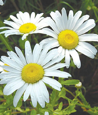 CYBEXIS Shasta Daisy, Snow Lady400 Seeds Seed(400 per packet)