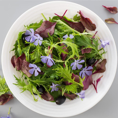 VibeX XLR-57 - Mizuna ( Japanese Mustard Greens) - (2250 Seeds) Seed(2250 per packet)