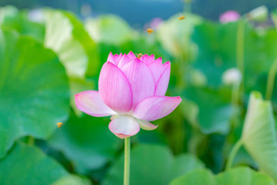 pottit lotus,kamal gatta Seed(11 per packet)