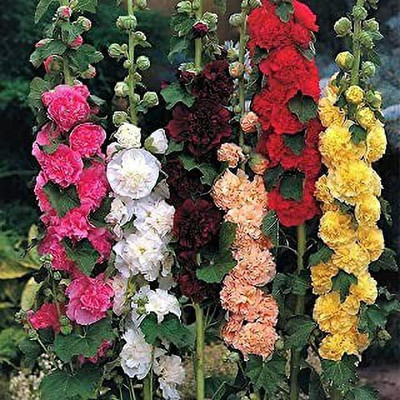 MAA Holly Hock Seed(24 per packet)
