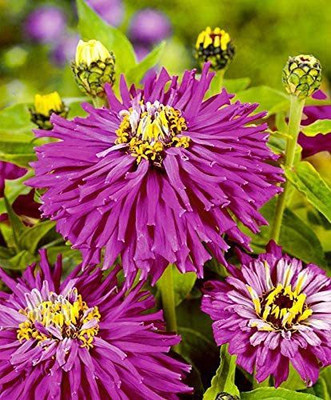 CYBEXIS XLR-6 - Russian Zinnia Cactus Lilac Emperor - (30 Seeds) Seed(30 per packet)