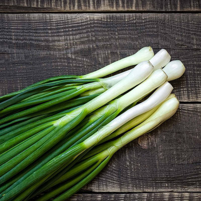 CYBEXIS Culinary Herb Seed Packet:Tokyo Long White Bunching Onion4000 Seeds Seed(4000 per packet)