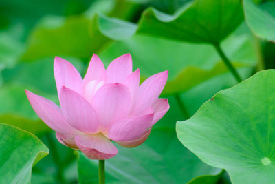 GOCROP lotus,kamal seeds Seed(12 per packet)