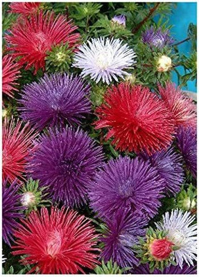 CYBEXIS China Aster – Mixture (Callistephus chinensis Formula Mixture) Seed(50 per packet)