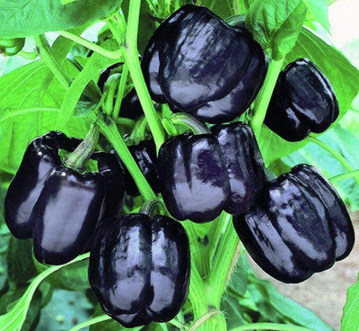VibeX ® RXI-617 IMPORTED CAPSICUM Black Seed(200 per packet)