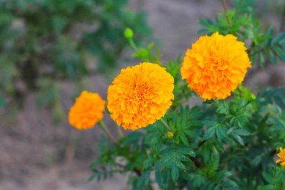 DIVINE marigold,gende ka phool seeds Seed(22 per packet)