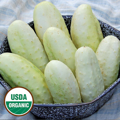 WHYGI Edmonson Cucumber Seeds-CuC_676 Seed(100 per packet)