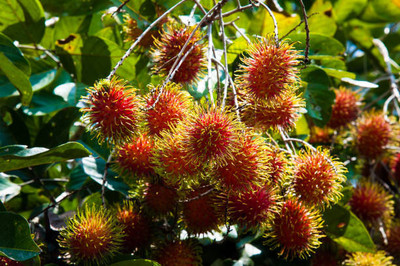 MAA LITCHI,LICHEE,LYCHEE Seed(10 per packet)