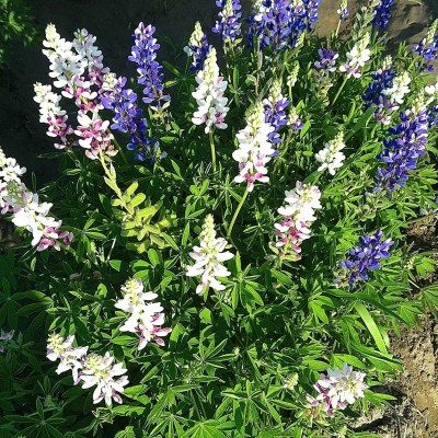 Aywal Lupin Florida Giant Mix Flower Plant Seed(50 per packet)