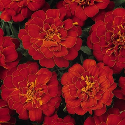 KNESSiN French Marigold Flower Garden - Durango Series - Red[400 Seeds] Seed(400 per packet)