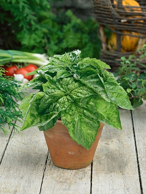 Qualtivate XLR-59 Basil,Lettuce Leaf seeds Seed(1000 per packet)