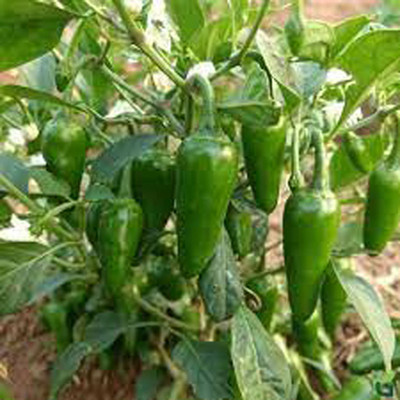 SREE Mixed CW44 CHILLI MIRCHI HYBRID SEED,chilli seeds Seed(250 per packet)