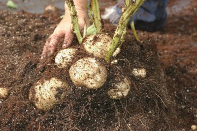 Quentova White Egg Top Turnip-VIC-6K Seed(250 per packet)