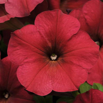 Biosnyg Petunia Berry Velour[100 Seeds] Seed(100 per packet)