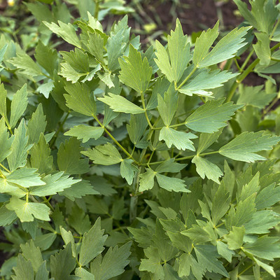 CYBEXIS LXI-22 - Lovage Herb (Levisticum officinale) - (2250 Seeds) Seed(2250 per packet)