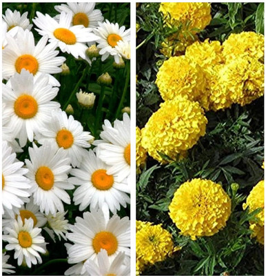 LPR MIX COMBO, FLOWER COMBOO Seed(20 per packet)