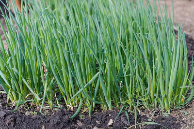 WILLVINE GOI -V Scallion Bunching Onion Seeds [1g] Seed(750 per packet)