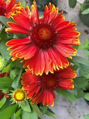 Aro Gaillardia, Pulchela Double Mix Seed(143 per packet)