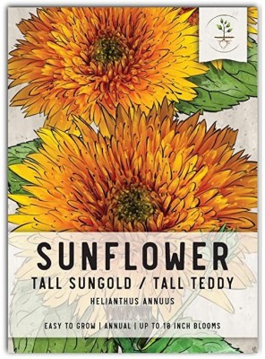 CYBEXIS XLL-18 - Sungold Sunflower - (150 Seeds) Seed(150 per packet)
