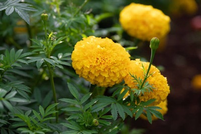 SaaHeli marigold/gende ka phool flower seeds Seed(50 per packet)