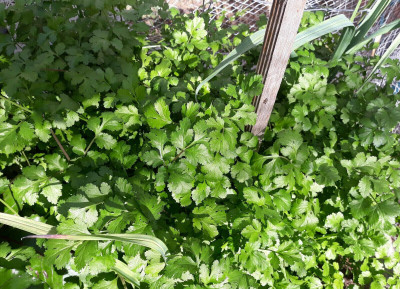 Cloud Farm Coriander Herb vegetable Seed(2000 per packet)