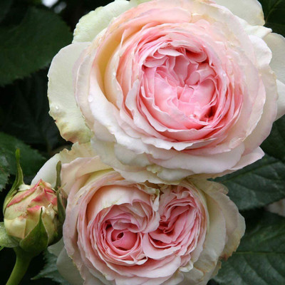 CYBEXIS NBIR-76 - Climbing Rose by Roses - (100 Seeds) Seed(100 per packet)