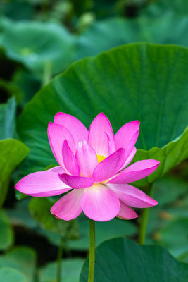 Jessica lotus,kamal gatta Seed(10 per packet)