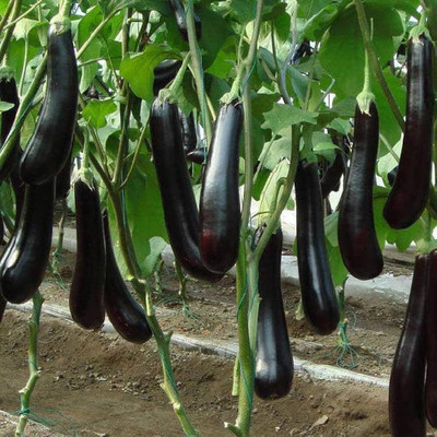 BDSresolve F1 brinjal seeds PACK OF 37 Seed(37 per packet)