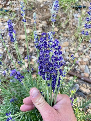 CYBEXIS PAU-96 - Blue Spear Lavender (Lavandula angustifolia) - (250 Seeds) Seed(250 per packet)