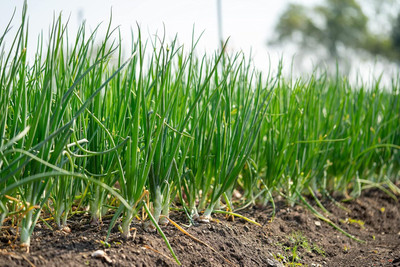 Qualtivate ICRA-5A Bunching Onion Evergreen Seeds Seed(500 per packet)