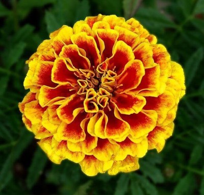 Aywal African Hybrid Marigold (Genda) Seeds Orange Seed(9 g)