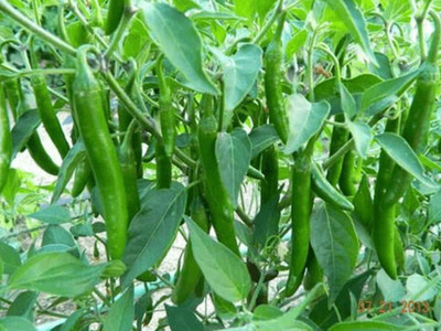 the green dotcom HYBRID CHILLI(MIRCHI SEEDS Seed(60 per packet)