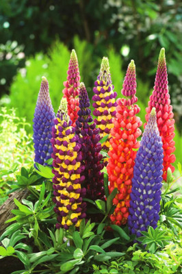 Quentova Lupine Mix of colors/Lupinus Polyphyllus Flower-NDIR-9X Seed(50 per packet)