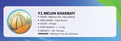 CYBEXIS F1 MELON SHARBATI(500 Seeds) Seed(500 per packet)