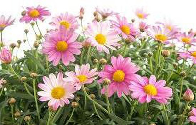Paudha daisy white mix flower seed Seed(50 per packet)