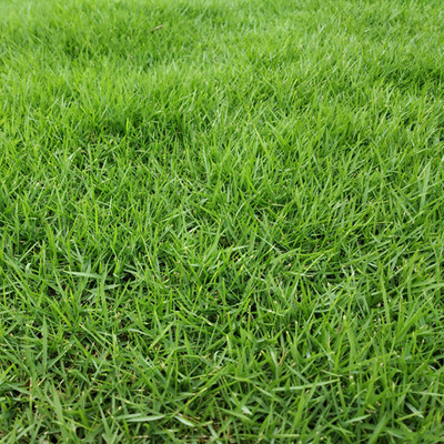 SREE Lawn Grass,Pure Original Seed for Gardening, Park, Playground, Home Garden,Grass Seed(6000 per packet)