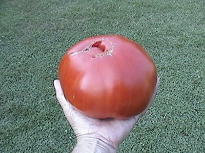 Qualtivate RES-9A Giant Italian Tomato Tree Seed(300 per packet)