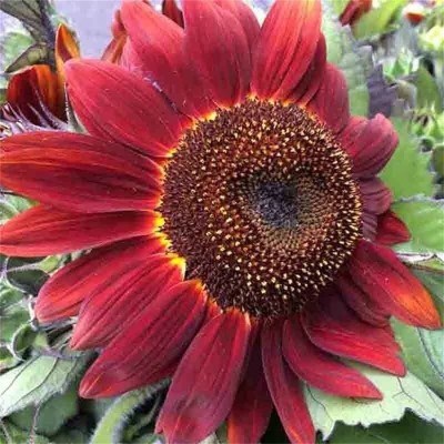 CYBEXIS PAU-28 - Red Sun Rare Sunflower - (450 Seeds) Seed(450 per packet)