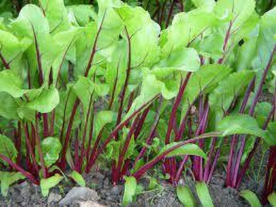 Seedsqlty Beetroot seeds for sprouting Seed(10 per packet)
