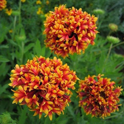 KANAYA Gaillardia Double Beautiful Flower Seed(26 per packet)