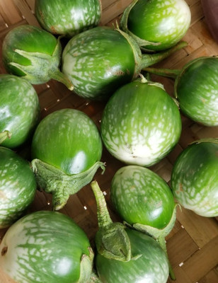UGRA Thai round eggplant Seed(300 per packet)