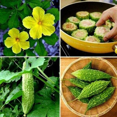 CYBEXIS XL-29 - Chinese Bitter Gourd - Bitter Melon - (300 Seeds) Seed(300 per packet)