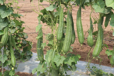 Paudhaa F1 best quality RIDGE GOURD Seed(18 per packet)
