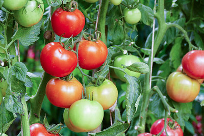 Xesas tomato Seed(90 per packet)
