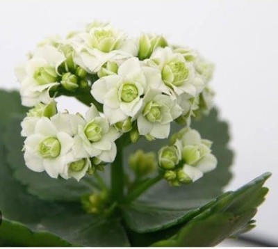 SHYAM White Kalanchoe Flower Plant Seed(1 per packet)