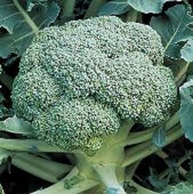 CYBEXIS KGF -20 - Gypsy Broccoli - (1350 Seeds) Seed(1350 per packet)