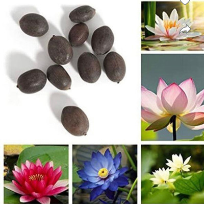 ROSEMERC High germination quality lotus ( 10 seeds ) Seed(10 per packet)